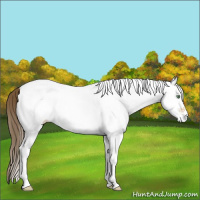 Horse Color:White Spotted Amber Cream Champagne Dun Rabicano 
