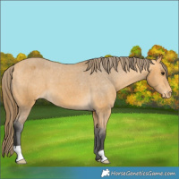 Horse Color:Buckskin Varnish 
