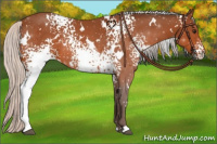 Horse Color:White Spotted Silver Bay 
