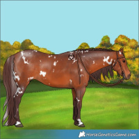 Horse Color:White Spotted Chocolate Bay 