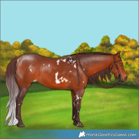 Horse Color:White Spotted Chocolate Bay