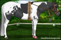 Horse Color:Black Tobiano Blanket 