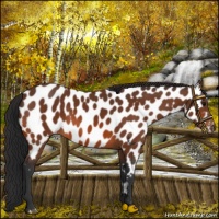Horse Color:Bay Appaloosa