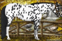 Horse Color:Black Near Leopard 