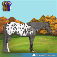 Horse Color:Liver Chestnut Appaloosa
