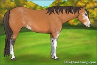 Horse Color:Buckskin Sabino 