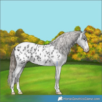 Horse Color:Smoky Black Appaloosa 