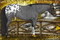 Horse Color:Blue Roan Appaloosa