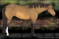 Horse Color:Buckskin 