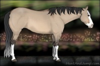 Horse Color:Bay Dun Splash 