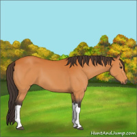 Horse Color:Buckskin 