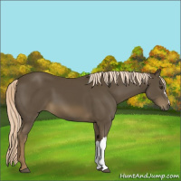 Horse Color:Chocolate Palomino 