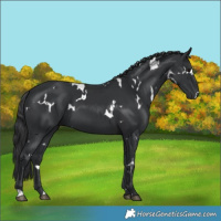 Horse Color:White Spotted Black 