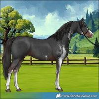 Horse Color:White Spotted Liver Chestnut 