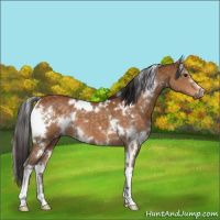 Horse Color:White Spotted Buckskin