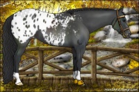 Horse Color:Black Appaloosa