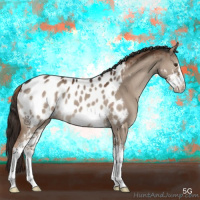 Horse Color:Liver Red Dun Sabino Appaloosa 