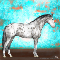 Horse Color:White Spotted Grullo Appaloosa 
