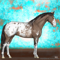 Horse Color:Brown Dun Mushroom Sabino Appaloosa 