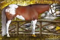 Horse Color:Chocolate Brown Splash Appaloosa 