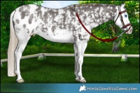 Horse Color:Liver Chestnut Sabino Splash Appaloosa