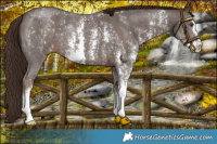 Horse Color:Liver Chestnut Sabino