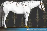 Horse Color:White Spotted Liver Chestnut Leopard 