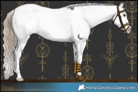 Horse Color:Red Dun Roan Appaloosa 