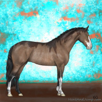 Horse Color:Bay Dun Sabino Rabicano 
