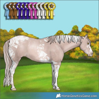 Horse Color:Platinum Gold Champagne Splash Tobiano 