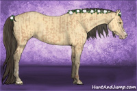 Horse Color:Amber Champagne  and Amber Cream Champagne 