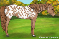 Horse Color:Chestnut Near Leopard 