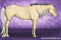 Horse Color:Palomino Appaloosa 