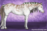 Horse Color:White Spotted Bay Splash  and White Spotted Bay Splash Appaloosa 