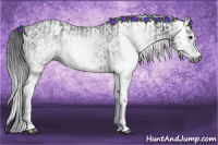 Horse Color:Gray White Spotted Black  and Gray White Spotted Black 
