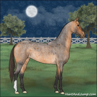 Horse Color:Buckskin Roan 
