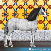 Horse Color:Blue Roan Splash 