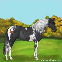 Horse Color:Black Tobiano Rabicano 