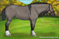 Horse Color:Grullo 