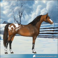 Horse Color:Gray Buckskin Appaloosa 