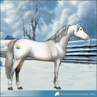 Horse Color:Gray Buckskin Appaloosa 