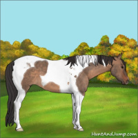 Horse Color:Brown Dun Tobiano 