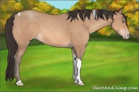 Horse Color:Amber Champagne Tobiano