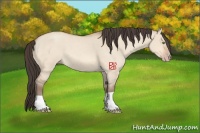 Horse Color:Amber Champagne Roan Dun