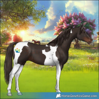 Horse Color:Liver Chestnut Tobiano 