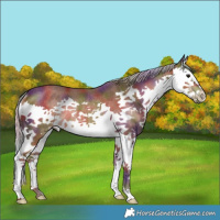 Horse Color:Nacre Chocolate Silver Brown Splash Rabicano 