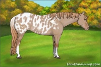 Horse Color:White Spotted Red Dun Appaloosa 