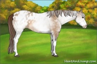 Horse Color:White Spotted Bay Dun Appaloosa 