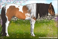 Horse Color:Buckskin Tobiano