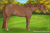 Horse Color:Chestnut 